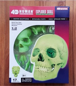 

4D fluorescence color head skeleton assembly skeleton model free shopping