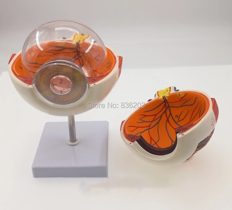 

Giant Anatomical Human Eye 6time traumatism anatomy skeleton anatomical brain skull medical instruments training condoms manikin