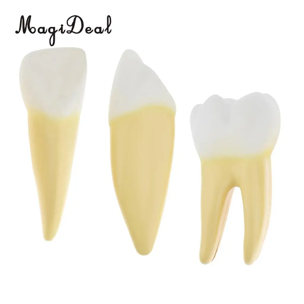 12X Enlarged Human Tooth / Teeth Anatomical Model Anatomy Medical Teaching Tool