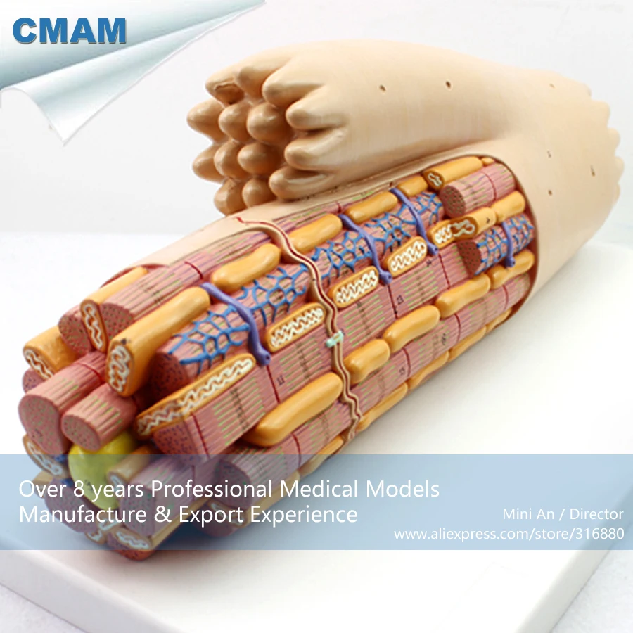 12493 CMAM HEART17 Magnified Smooth Muscle Cardiac Muscle Fiber Model