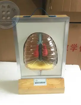 

diaphragm motor simulator Manual biological teaching equipment Pulmonary respiratory model human model 50*32*15cm