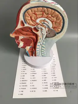 

Head anatomy model with neurovascular muscle blood vessels brain structure anatomical model
