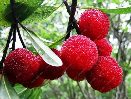 10 шт. овощи Бонсай и фрукты красный черный бэйберри бонсай для украшения сада сладкие фрукты саженцы деревьев 10 шт. овощи Бонсай и фрукты красный черный бэйберри бонсай для украшения сада сладкие фрукты саженцы деревьев