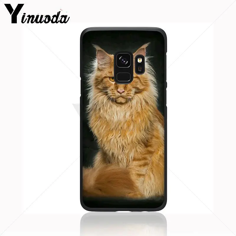 pet maine coon cat