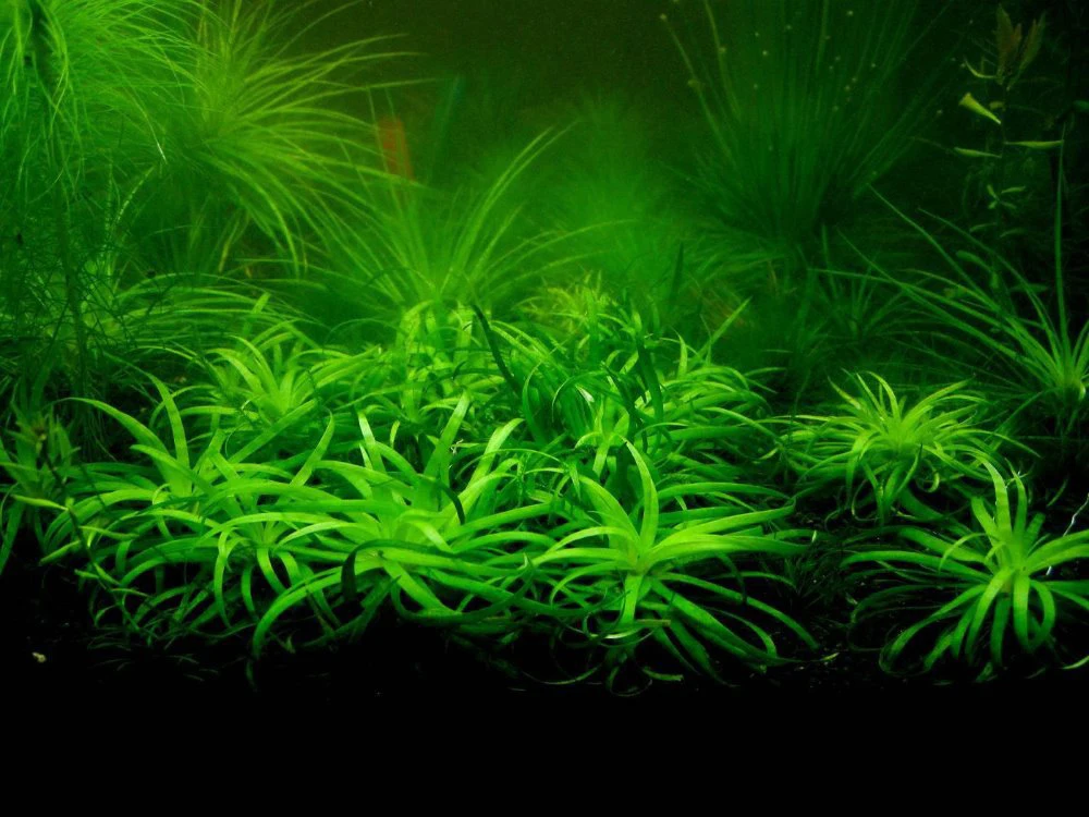 500 pcs / Bag aquarium plant seeds Water Grasses Random Aquatic Plant Grass Seeds Indoor Beautifying Plant Seeds