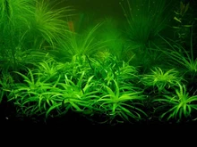 500 pcs / Bag aquarium plant seeds Water Grasses Random Aquatic Plant Grass Seeds Indoor Beautifying Plant Seeds