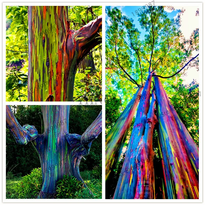 

100pcs/bag Rainbow Eucalyptus Bonsai tropical tree Plantas home decoration beautiful garden plant rainbow eucalyptus tree