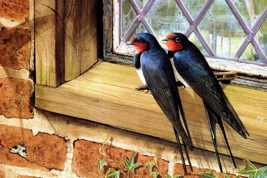 Cadre De Bricolage 2 Belles Hirondelles Oiseau Animal Peinture Style Tissu Affiche En Soie Impression Photo Pour La Decoration De La Maison Aliexpress