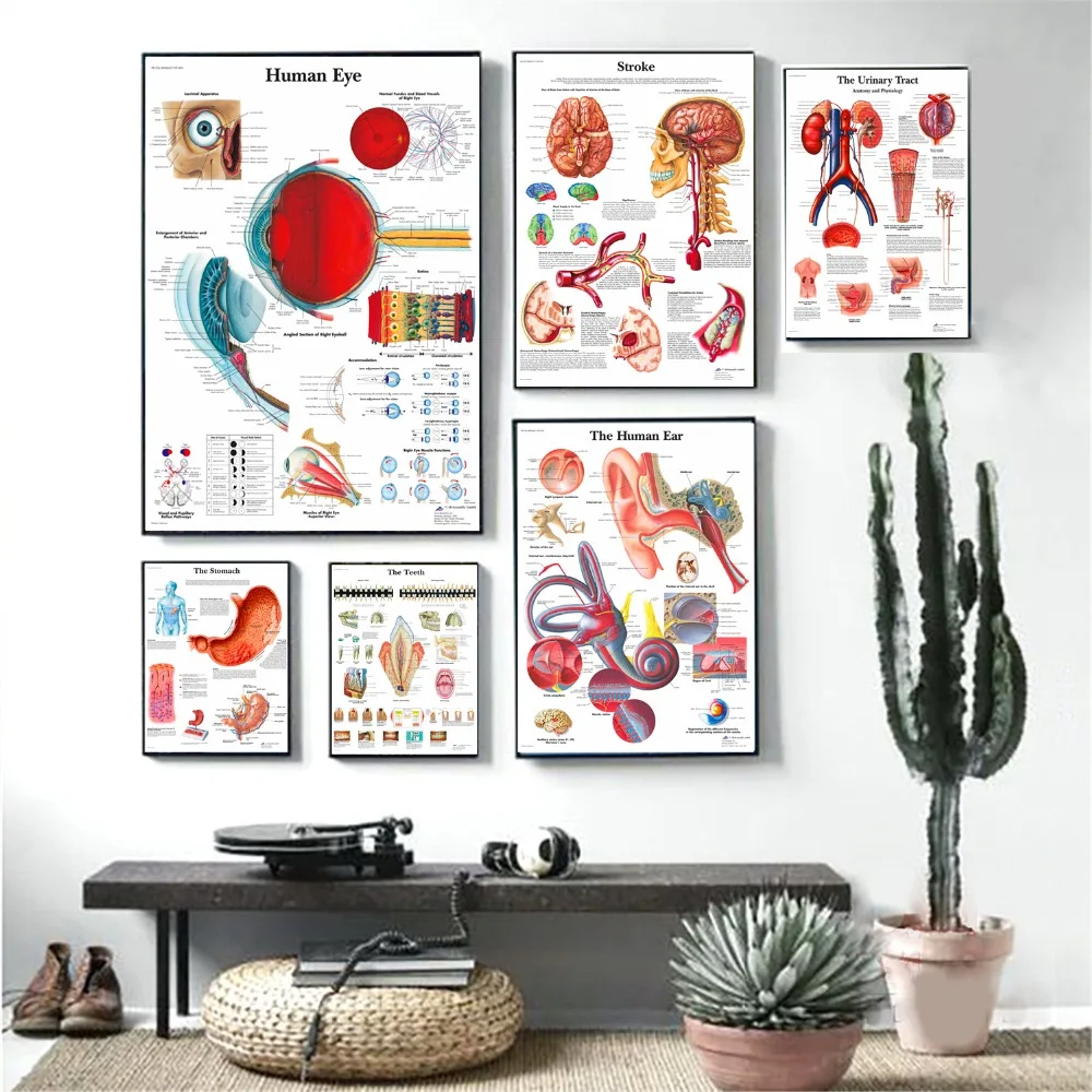 Human Organs Anatomy Medical Canvas Art Painting Posters And Prints Wall Pictures Living Room Decorative Home Decor No Frame