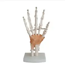 Medicine Ligament hand mannequin body joint Human knee model shoulder elbow hand hip joint model 1:1 skeleton mannequin A264 цена Medicine Ligament hand mannequin body joint Human knee model shoulder elbow hand hip joint model 1:1 skeleton mannequin A264 цены онлайн