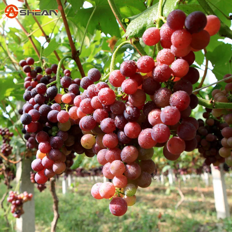Online Buy Wholesale fruit tree seedlings from China fruit tree