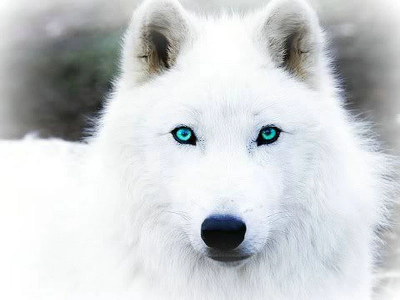 5D DIY Full Drill Square Diamond Painting Snow Wolf Cross Stitch Mosaic Kit #Z 5D DIY Full Drill Square Diamond Painting Snow Wolf Cross Stitch Mosaic Kit #Z