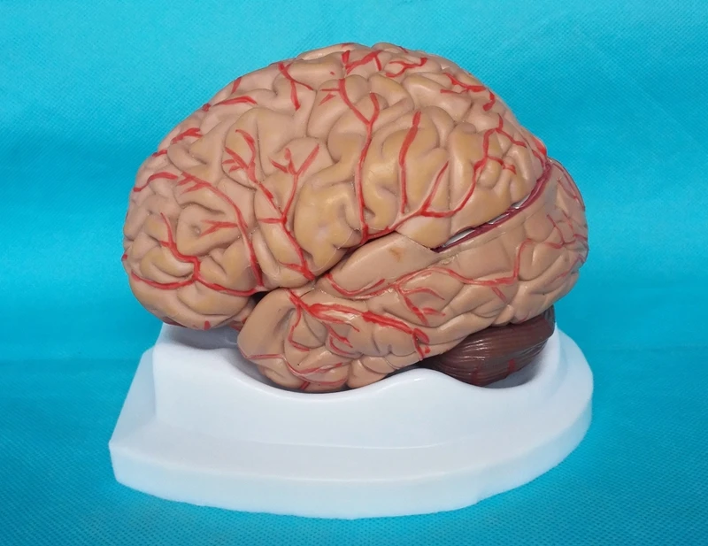 Модель человеческого мозга 8 шт. Цереброваскулярная собранная модель Анатомия мозга модель обучение медицине модели образовательные принадлежности