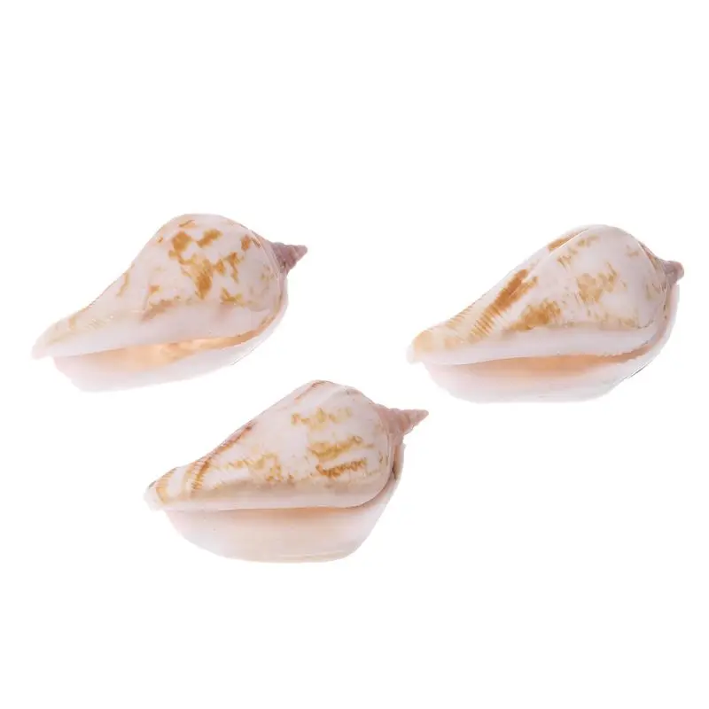 

Fish Tank Natural Sea Shells Decor Shrimp Hide Area Aquarium Ornaments