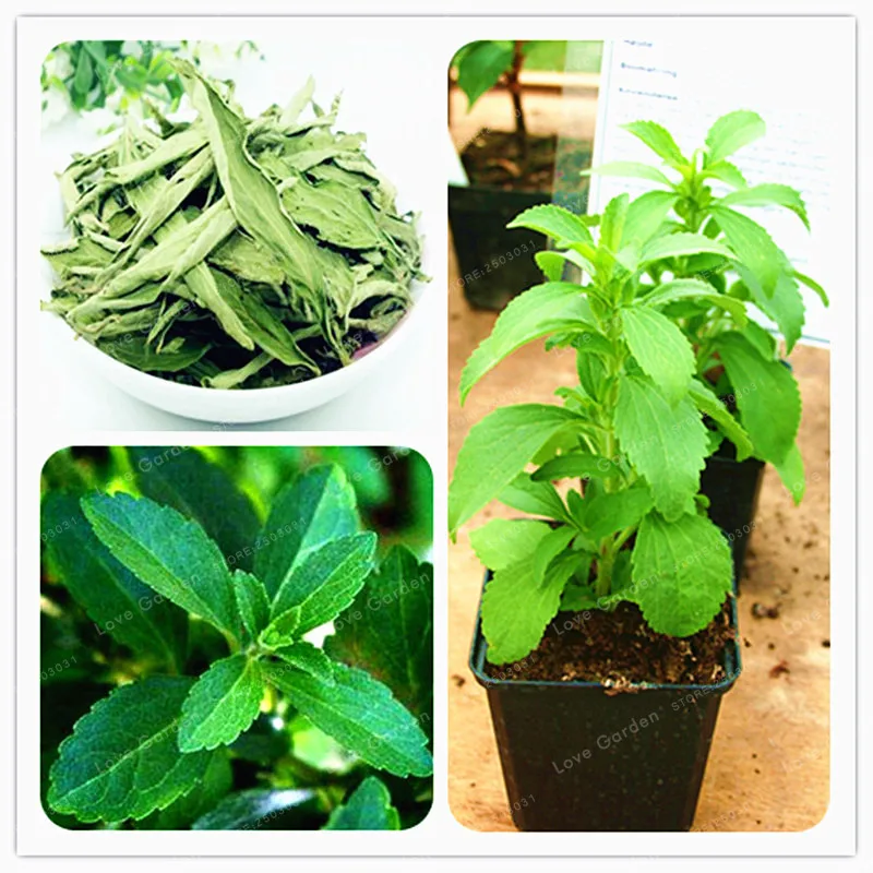 

200 Particles Stevia Bonsai Stevia Herbs Bonsai Green Herb Stevia Rebaudiana Semillas For Garden Planting Chinese Herb Bonsai