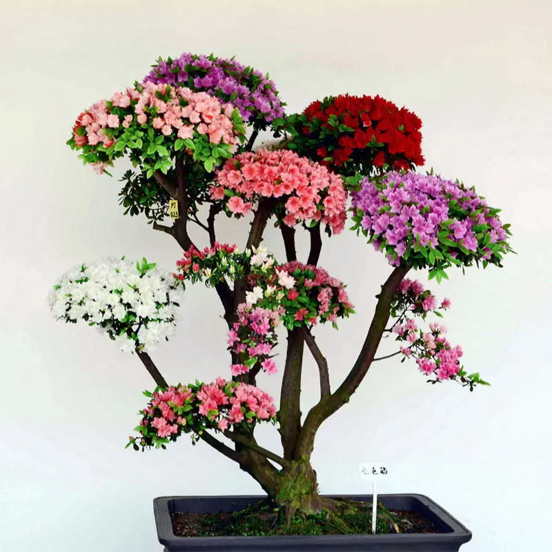Bonsai Tree Japanese Sakura 10pcs Colorful Cherry Blooming Plants Home