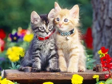 

New 5D DIY Diamond Painting Cross Stitch Two Looking Kittens Full Square Drill Diamond Embroidery Animals Cat Series Home Decor