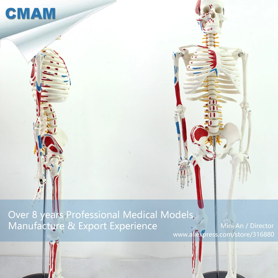 Buy 12364 / CMAM SKELETON04 Numbered Human Anatomical