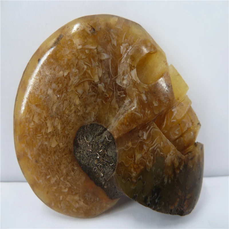 

NATURAL Conch fossil Crystal carved skull HEALING T464