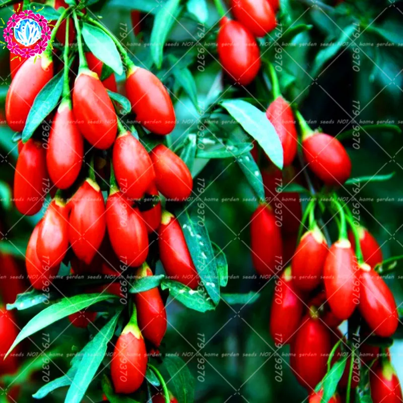 

200Pcs real goji bonsai Goji Berry Wolfberry - Lycium Chinense herb for home garden Health Benefit Medlar plants