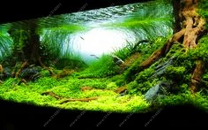 Unduh 530+ Background For Aquarium Plants Gratis