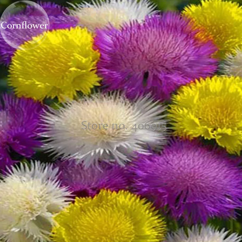 Popular Nice Beautiful FlowersBuy Cheap Nice Beautiful Flowers lots