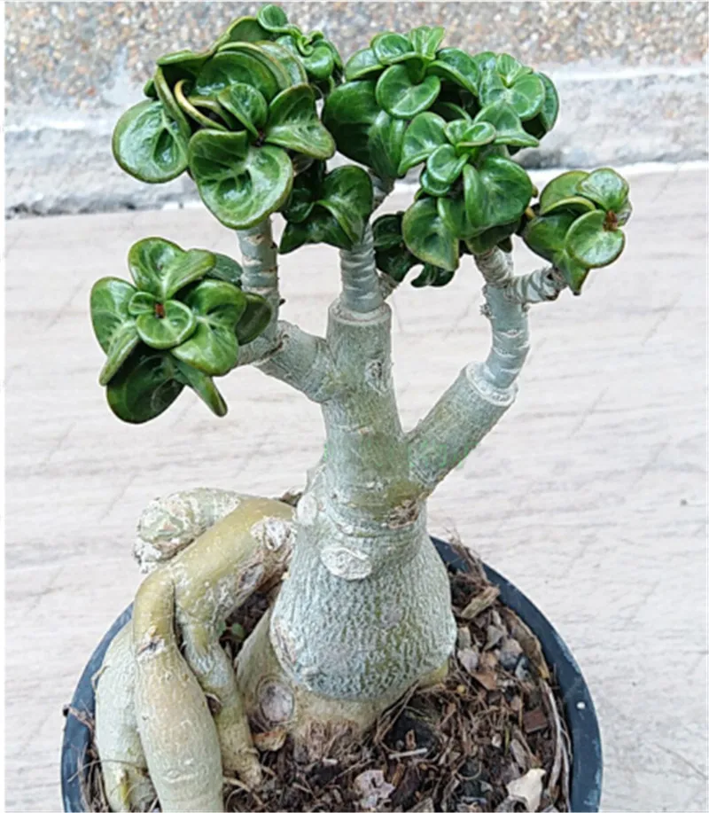 

Best-Selling! Rare Thai desert rose shofar home and Garden Perennial plant flowers, Bonsai tree garde Adenium Obesum 1 PCS