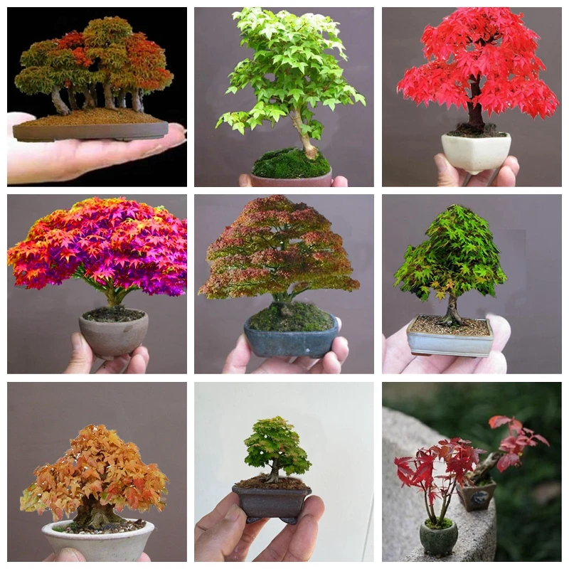 

30 pcs/ bag Exotic Mini Maple Toronto Strong Adaptability Bonsai Potted Foliage Novel Plant Absorb Radiation for Flower Pot