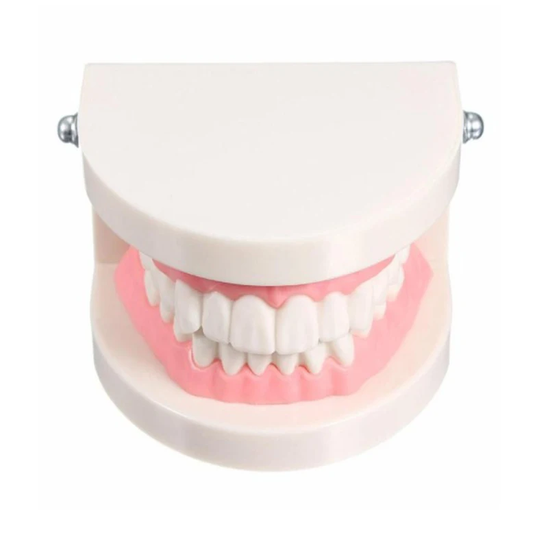 

Adult Teeth Model Standard Dental Teaching Study Typodont Demonstration Tool for Oral Medical Education Tooth Model