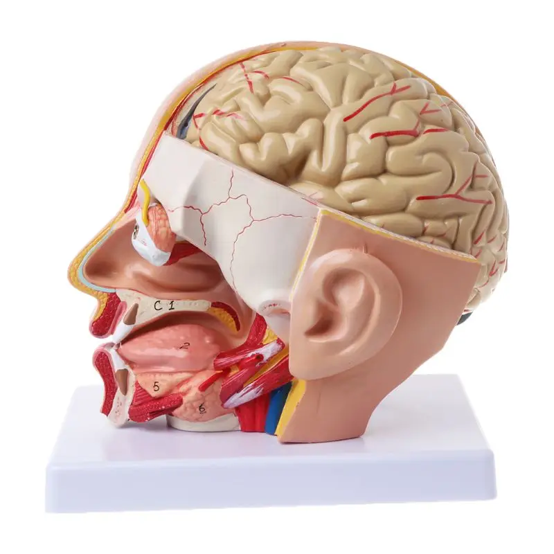 Анатомия человека голова череп и мозги церебральная артерия анатомическая модель для обучения материала escolar L29K