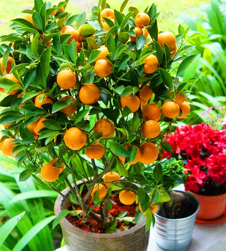 Новинка! 10 шт./пакет orange дерево бонсай для балкона двора комнатные плодовых деревьев садом кумкват orange мандарин соковыжималка для цитрусовых,# N2Y0