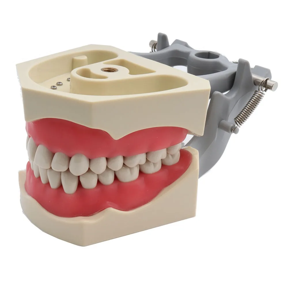 Modelo de Ensino Modelo de Demonstração Modelo Credenciado Dentes Dentários Dental Dente Adc 7 Clareamento dos dentes
