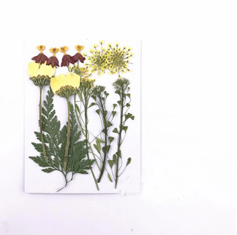 (HSWL)-6