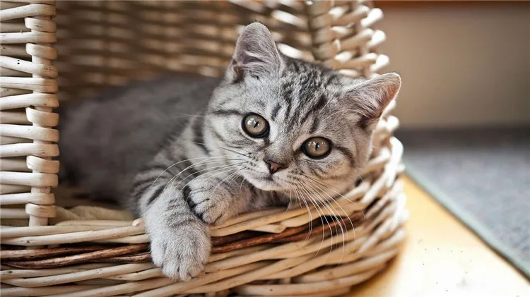 Найти По Фотографии Котенка