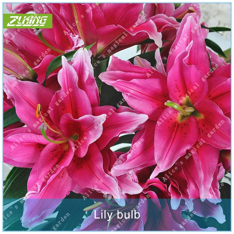 

1pcs True Lily Bulb Bonsai Plant Perennials Flowers Bulbs Not Fast Growing Flowers Rainbow Flower For Home Garden