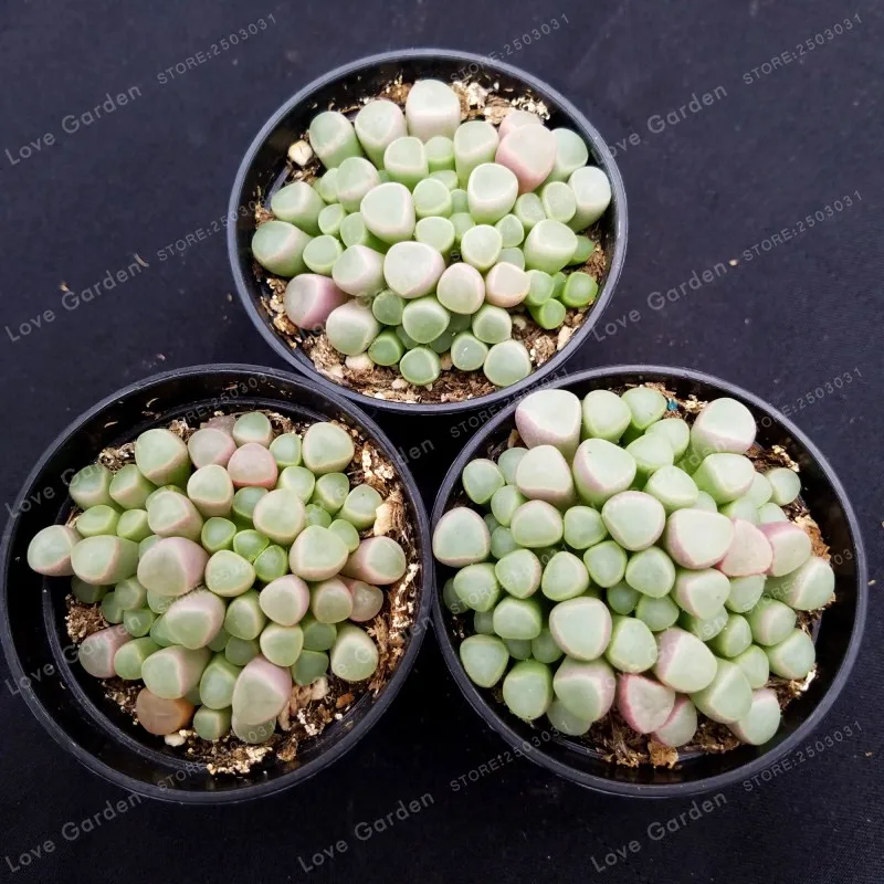 

Hot Selling Fenestraria Aurantiaca Bonsai Succulent Plant Bonsai Plant DIY Home Garden Easy To Grow Garden Ornaments 100 PCS