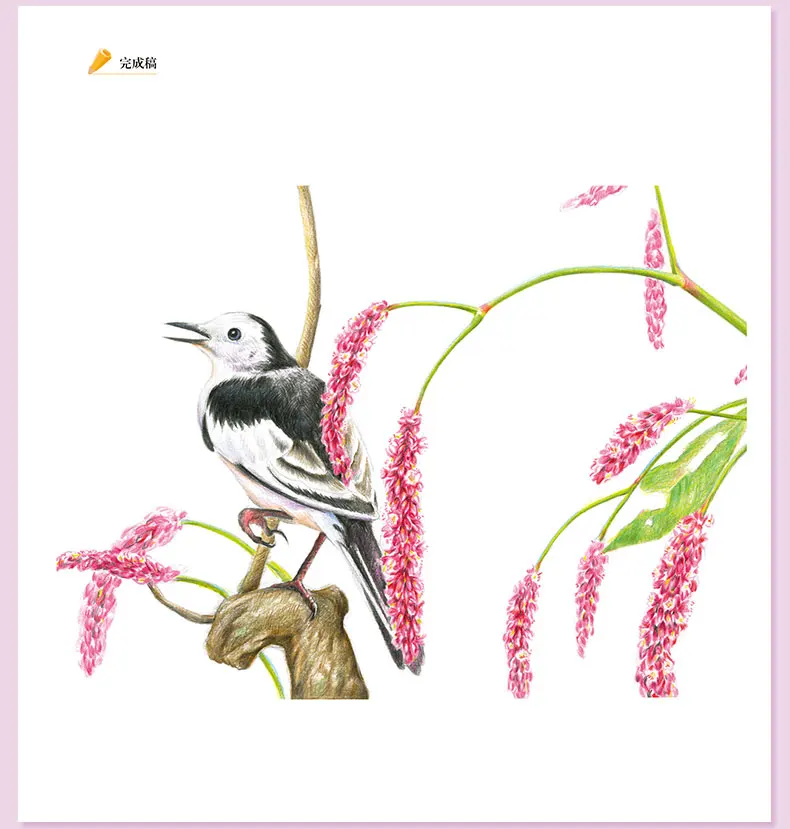 Álbum de Zero Base da Flor do Pássaro Cor da Flor e do Pássaro Clássico Chumbo Tutorial Livro Mão-pintado Crianças Adulto Coloração 2019 22 Base Da Flor Do Pássaro Mão-pintado Crianças Adulto Coloração livro