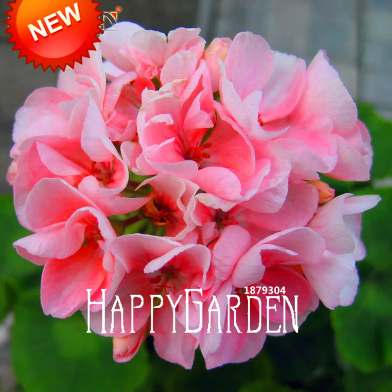 

Best-Selling!20 PCS/Pack Pale Pink Univalve Geranium Bonsai, Perennial Flower Plant Pelargonium Peltatum Flowers for Rooms,#GGP
