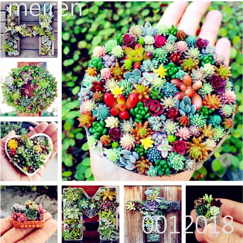 

100 pcs Mix Lithops Bonsai Living Stones Succulent Cactus Organic Garden, office desktop bonsai for indoor suculentas plantas