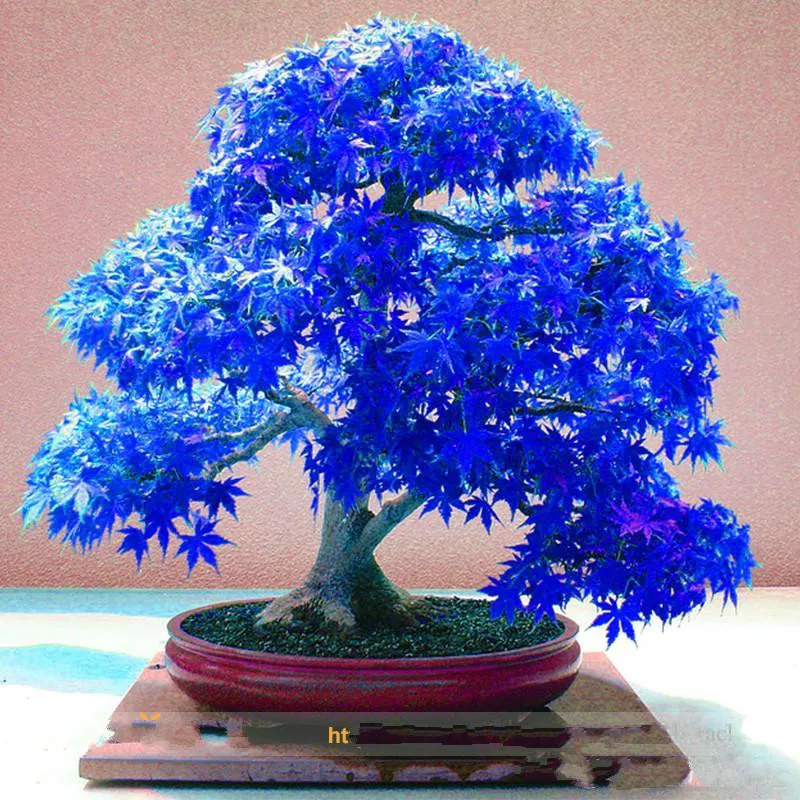 

100% Real Japanese Ghost Blue Maple Tree Bonsai, 10 pcs/Pack, Acer palmatum atropurpureum, Bonsai SOW ALL YEAR