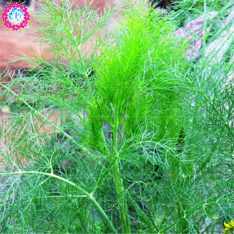 100pcs Fennel Foeniculum vulgare Perennial herb whole plant with a