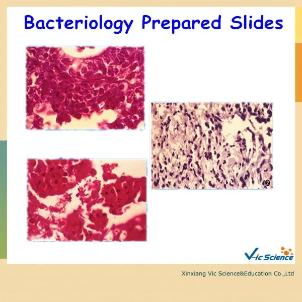 Bacteriology Prepared Slides