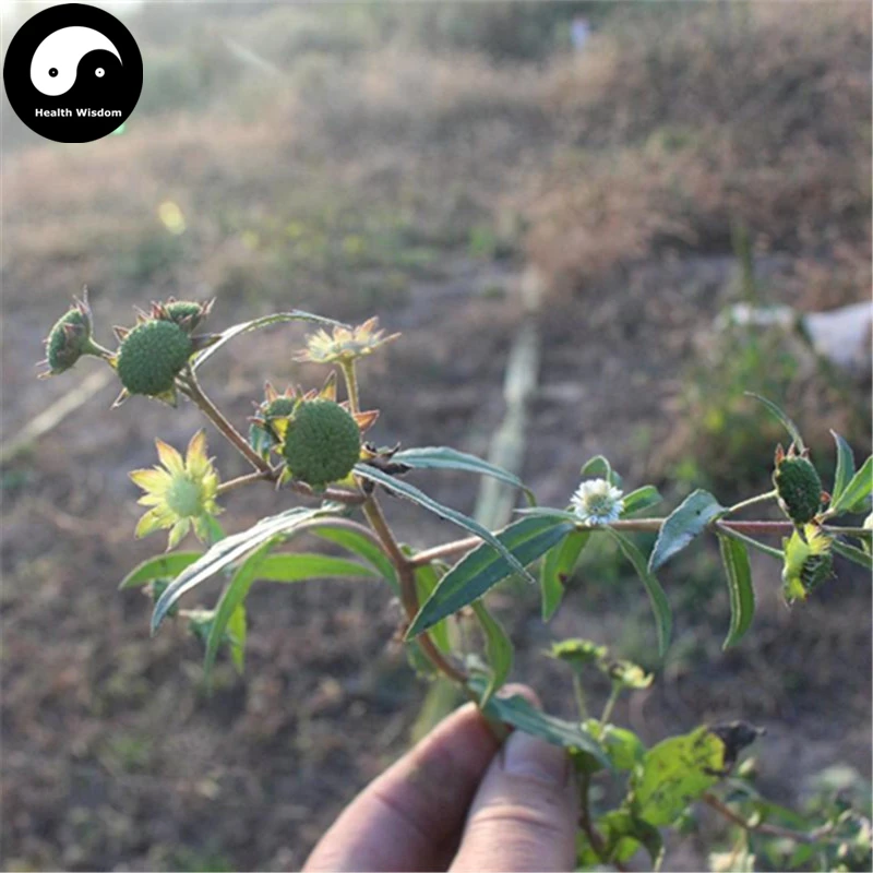 

Buy Herba Ecliptae Semente 100pcs Plant Yerbadetajo Herb For Mo Han Lian Cao