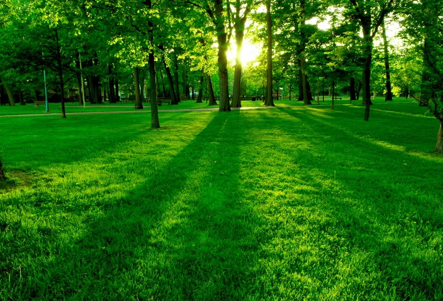 

Laeacco Spring Shine Green Forest Landscape Photography Backdrops Vinyl Backdrop Custom Photography Backgrounds For Photo Studio