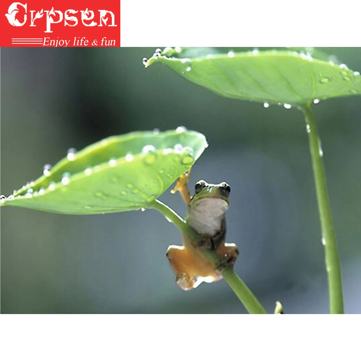 

Full Diamond Painting 5D DIY Embroidery Square Drill Frog Home Decoration Crafts&Sewing Needlework Counted Kits Patterns