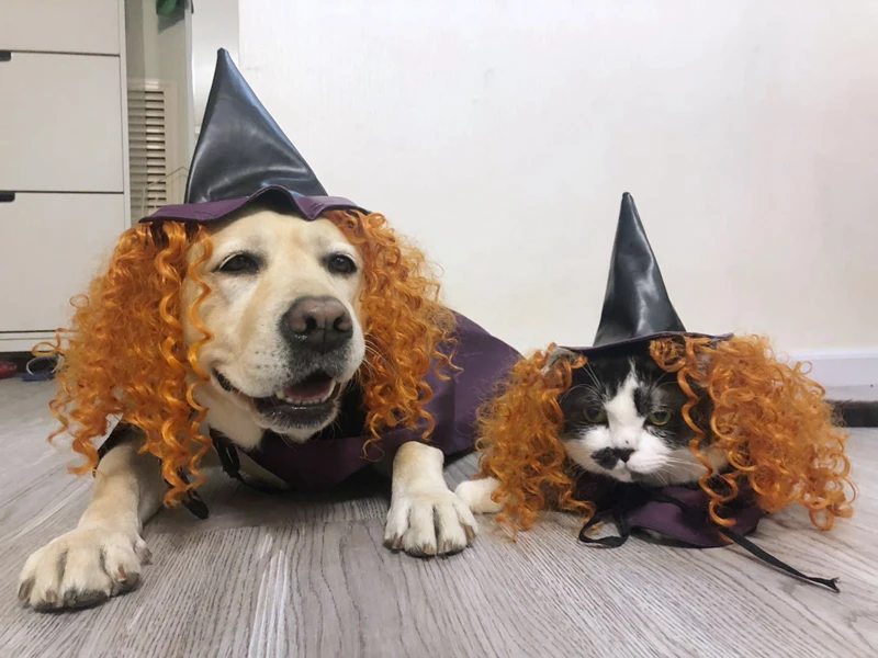 Собака одежда на Хэллоуин