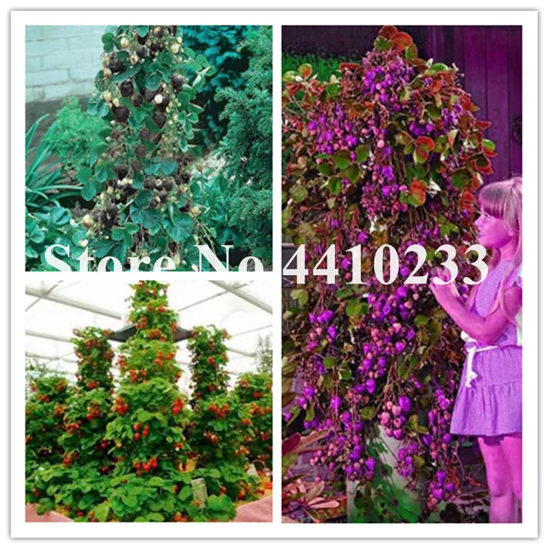 

500 Pcs Climbing Strawberry Bonsai Indoor Plants Sementes Giant Climbing Fruit For Home & Garden Diy Rare For Bonsai