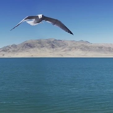 Seagull over pyramid lake;Nevada united states of america Poster Print (25 x 9)