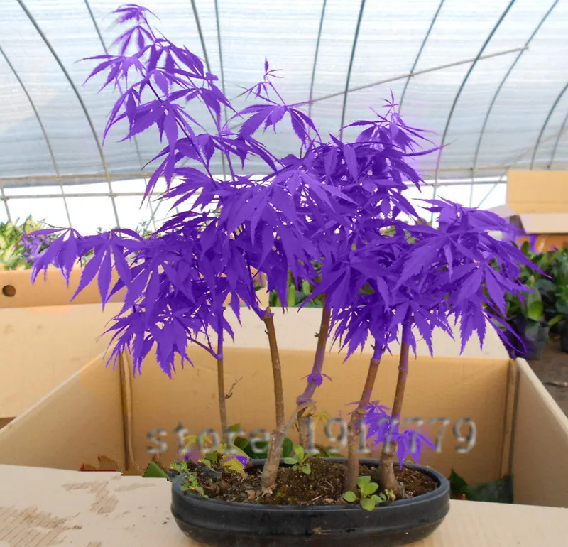 30pcs / purple Japanese maple seeds, rare indoor bonsai tree seeds. Home & Garden purple Japanese maple. free delivery