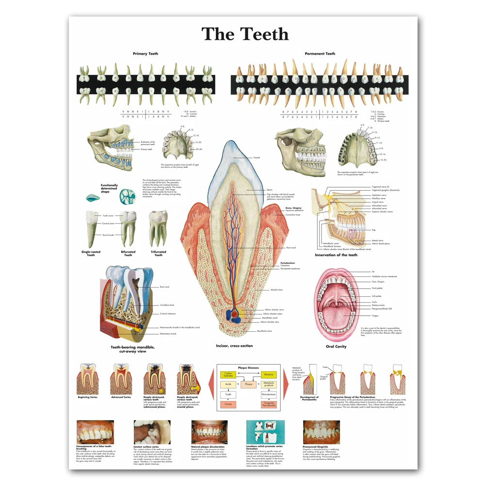 WANGART анатомические диаграммы человеческие зубы диаграмма холст картина, печатный плакат Настенные картины для медицинского образования офиса домашний декор